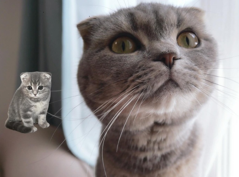 月田侑里の飼い猫（イヴ）